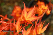 - Acer palmatum 'Marmalade' Japanese Maple - Mr Maple │ Buy Japanese Maple Trees