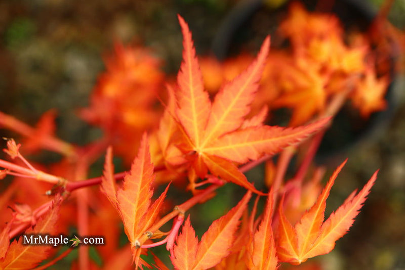 - Acer palmatum 'Marmalade' Japanese Maple - Mr Maple │ Buy Japanese Maple Trees