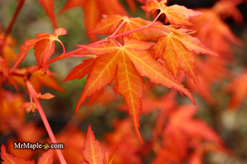 - Acer palmatum 'Marmalade' Japanese Maple - Mr Maple │ Buy Japanese Maple Trees