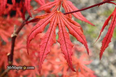 - Acer palmatum 'Martha Ghost' Japanese Maple - Mr Maple │ Buy Japanese Maple Trees