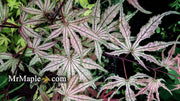 - Acer palmatum 'Martha Ghost' Japanese Maple - Mr Maple │ Buy Japanese Maple Trees