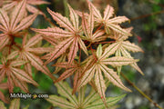 - Acer palmatum 'Martha Ghost' Japanese Maple - Mr Maple │ Buy Japanese Maple Trees