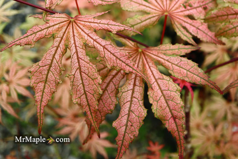 - Acer palmatum 'Martha Ghost' Japanese Maple - Mr Maple │ Buy Japanese Maple Trees
