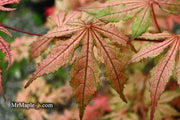 - Acer palmatum 'Martha Ghost' Japanese Maple - Mr Maple │ Buy Japanese Maple Trees