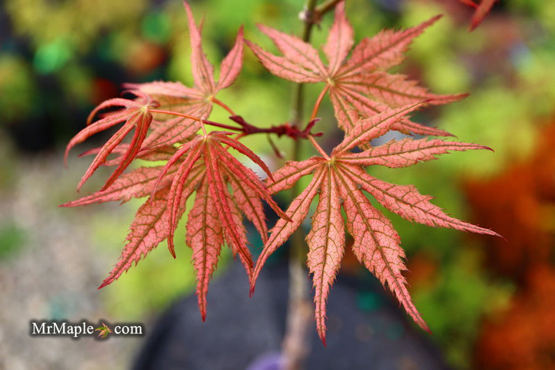- Acer palmatum 'Martha Ghost' Japanese Maple - Mr Maple │ Buy Japanese Maple Trees