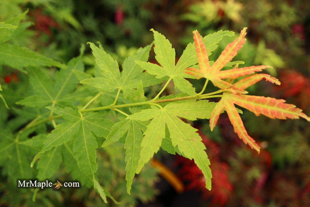 Mi-kOmama　904545 Buy Acer palmatum 'Masu Kagami' Japanese Maple — Mr Maple │ Buy