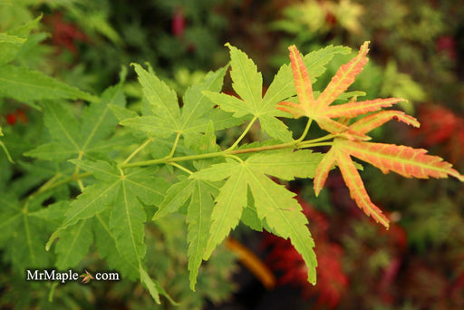 - Acer palmatum 'Masu kagami' Rare Japanese Maple - Mr Maple │ Buy Japanese Maple Trees