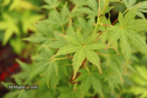 - Acer palmatum 'Masu kagami' Rare Japanese Maple - Mr Maple │ Buy Japanese Maple Trees