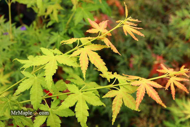 - Acer palmatum 'Masu kagami' Rare Japanese Maple - Mr Maple │ Buy Japanese Maple Trees
