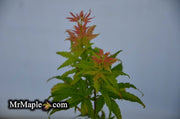 - Acer palmatum 'Masu kagami' Rare Japanese Maple - Mr Maple │ Buy Japanese Maple Trees