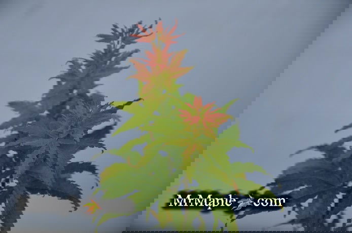 - Acer palmatum 'Masu kagami' Rare Japanese Maple - Mr Maple │ Buy Japanese Maple Trees