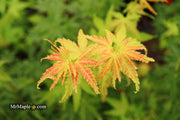 - Acer palmatum 'Masu kagami' Rare Japanese Maple - Mr Maple │ Buy Japanese Maple Trees