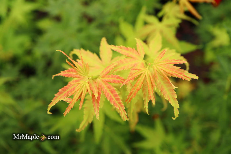- Acer palmatum 'Masu kagami' Rare Japanese Maple - Mr Maple │ Buy Japanese Maple Trees
