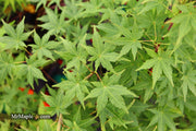 - Acer palmatum 'Masu kagami' Rare Japanese Maple - Mr Maple │ Buy Japanese Maple Trees