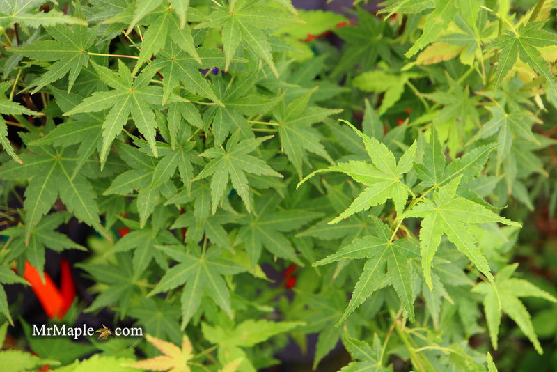 - Acer palmatum 'Masu kagami' Rare Japanese Maple - Mr Maple │ Buy Japanese Maple Trees