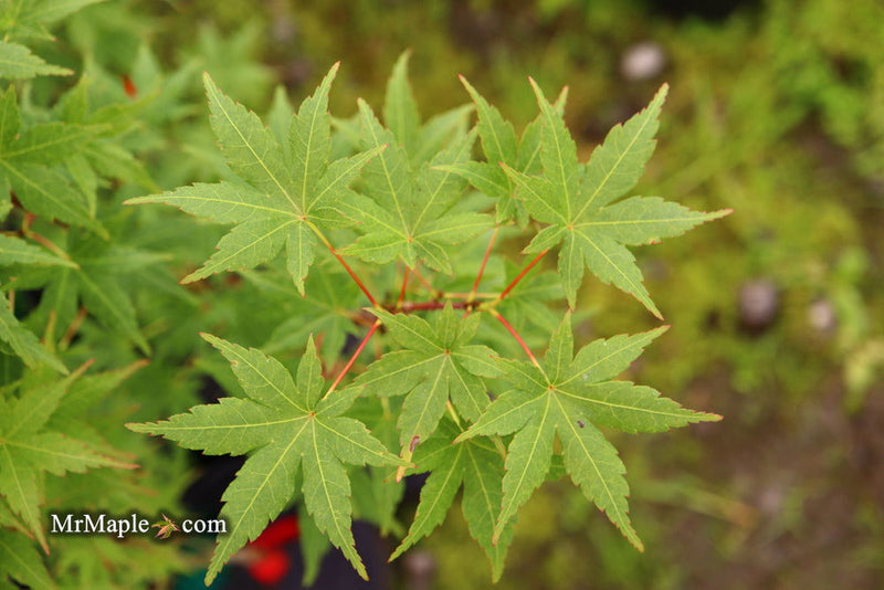 - Acer palmatum 'Masu kagami' Rare Japanese Maple - Mr Maple │ Buy Japanese Maple Trees