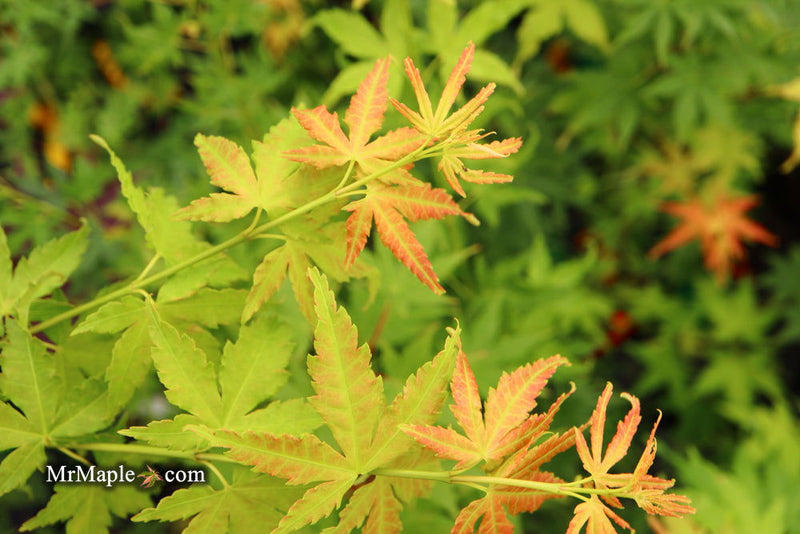 - Acer palmatum 'Masu kagami' Rare Japanese Maple - Mr Maple │ Buy Japanese Maple Trees
