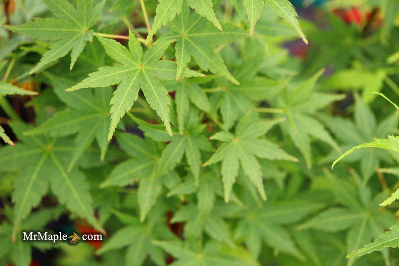 - Acer palmatum 'Masu kagami' Rare Japanese Maple - Mr Maple │ Buy Japanese Maple Trees