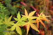 - Acer palmatum 'Masu kagami' Rare Japanese Maple - Mr Maple │ Buy Japanese Maple Trees
