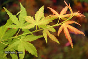 - Acer palmatum 'Masu kagami' Rare Japanese Maple - Mr Maple │ Buy Japanese Maple Trees