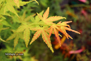 - Acer palmatum 'Masu kagami' Rare Japanese Maple - Mr Maple │ Buy Japanese Maple Trees