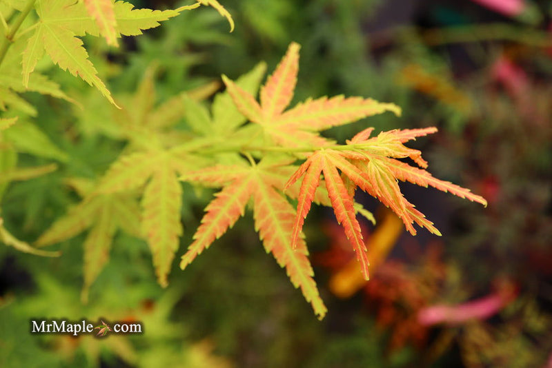- Acer palmatum 'Masu kagami' Rare Japanese Maple - Mr Maple │ Buy Japanese Maple Trees