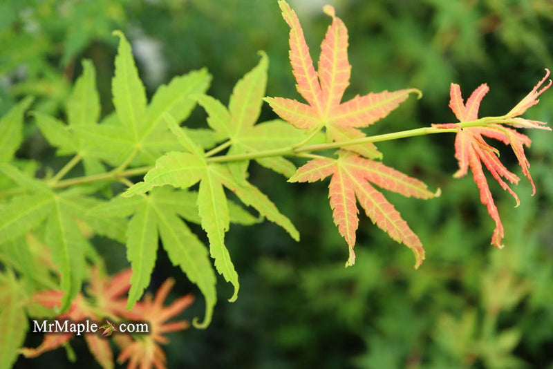 - Acer palmatum 'Masu kagami' Rare Japanese Maple - Mr Maple │ Buy Japanese Maple Trees