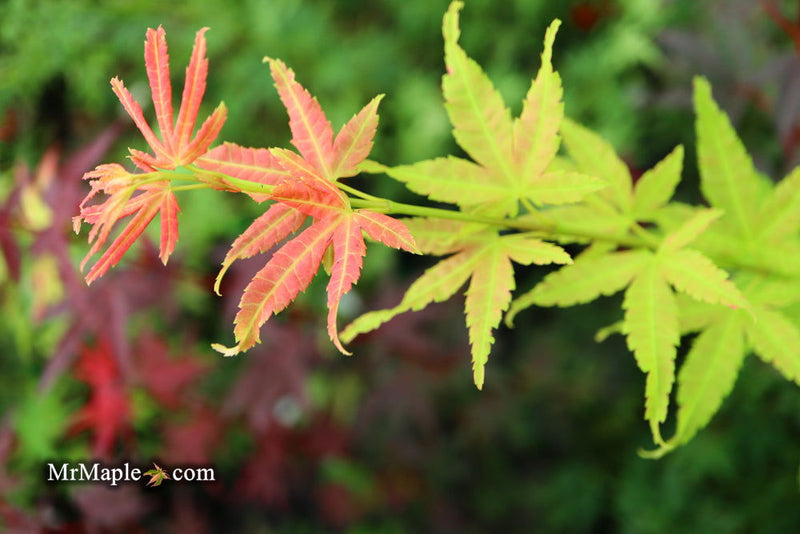 - Acer palmatum 'Masu kagami' Rare Japanese Maple - Mr Maple │ Buy Japanese Maple Trees