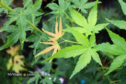 - Acer palmatum 'Masu kagami' Rare Japanese Maple - Mr Maple │ Buy Japanese Maple Trees