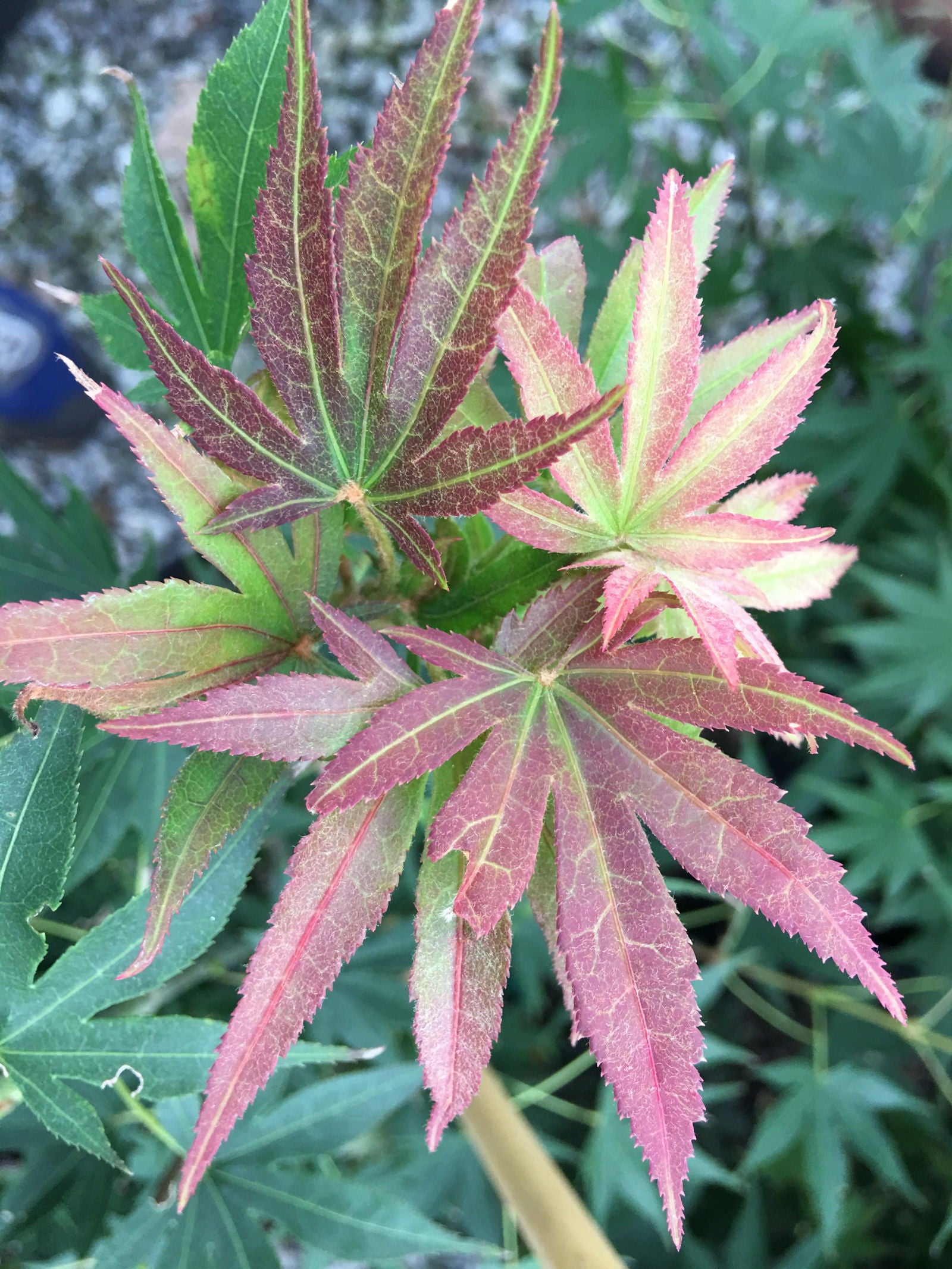 Buy Acer palmatum 'Masu murasaki' Japanese Maple — Mr Maple │ Buy
