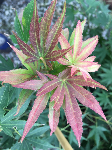 - Acer palmatum 'Masu murasaki' Japanese Maple - Mr Maple │ Buy Japanese Maple Trees