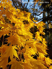 - Acer palmatum 'Matsuyoi' Japanese Maple - Mr Maple │ Buy Japanese Maple Trees