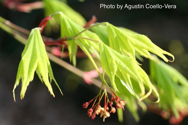 - Acer palmatum 'Matsuyoi' Japanese Maple - Mr Maple │ Buy Japanese Maple Trees
