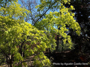 - Acer palmatum 'Matsuyoi' Japanese Maple - Mr Maple │ Buy Japanese Maple Trees