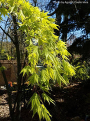 - Acer palmatum 'Matsuyoi' Japanese Maple - Mr Maple │ Buy Japanese Maple Trees