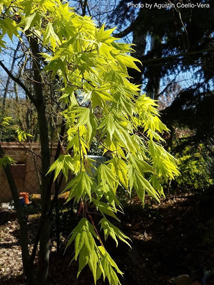 - Acer palmatum 'Matsuyoi' Japanese Maple - Mr Maple │ Buy Japanese Maple Trees