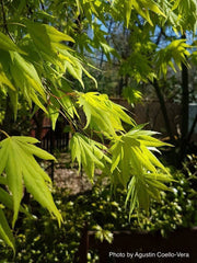 - Acer palmatum 'Matsuyoi' Japanese Maple - Mr Maple │ Buy Japanese Maple Trees