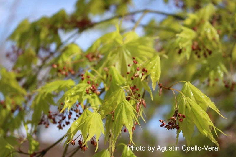 - Acer palmatum 'Matsuyoi' Japanese Maple - Mr Maple │ Buy Japanese Maple Trees