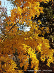 - Acer palmatum 'Matsuyoi' Japanese Maple - Mr Maple │ Buy Japanese Maple Trees