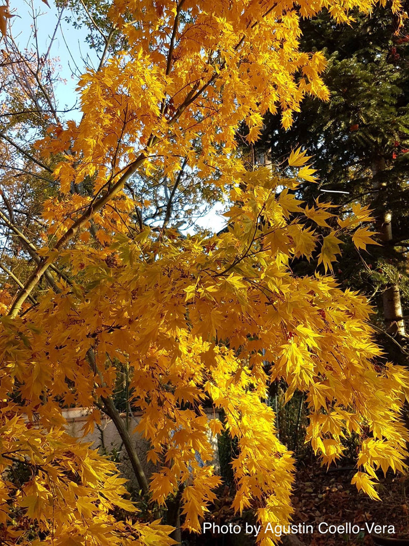 - Acer palmatum 'Matsuyoi' Japanese Maple - Mr Maple │ Buy Japanese Maple Trees