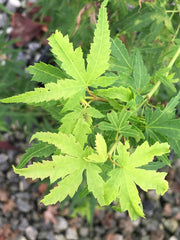 - Acer palmatum 'Matthew' Dwarf Japanese Maple - Mr Maple │ Buy Japanese Maple Trees