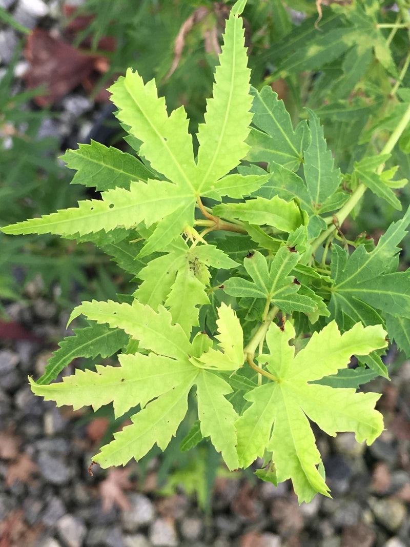 - Acer palmatum 'Matthew' Dwarf Japanese Maple - Mr Maple │ Buy Japanese Maple Trees