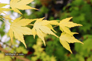 - Acer palmatum 'Mellow Yellow' Japanese Maple - Mr Maple │ Buy Japanese Maple Trees