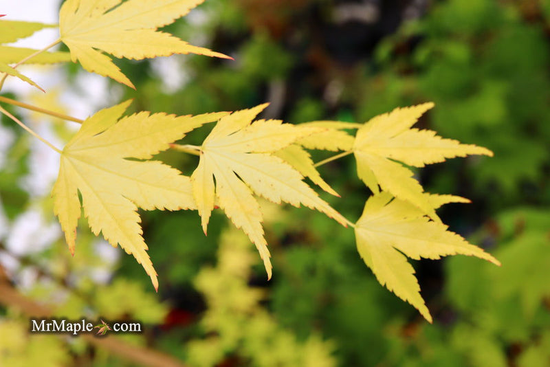 - Acer palmatum 'Mellow Yellow' Japanese Maple - Mr Maple │ Buy Japanese Maple Trees
