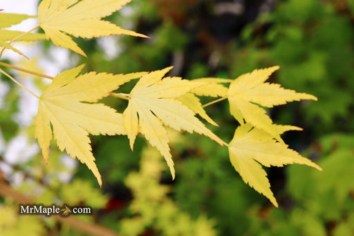 - Acer palmatum 'Mellow Yellow' Japanese Maple - Mr Maple │ Buy Japanese Maple Trees
