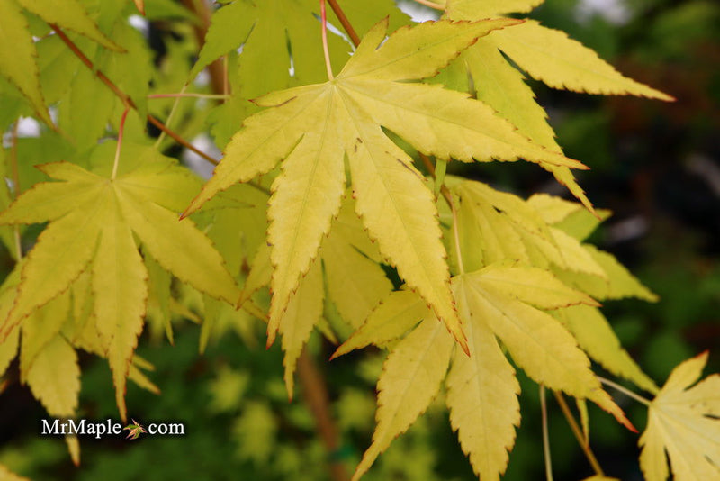 - Acer palmatum 'Mellow Yellow' Japanese Maple - Mr Maple │ Buy Japanese Maple Trees