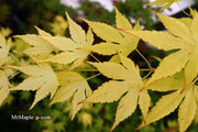 - Acer palmatum 'Mellow Yellow' Japanese Maple - Mr Maple │ Buy Japanese Maple Trees
