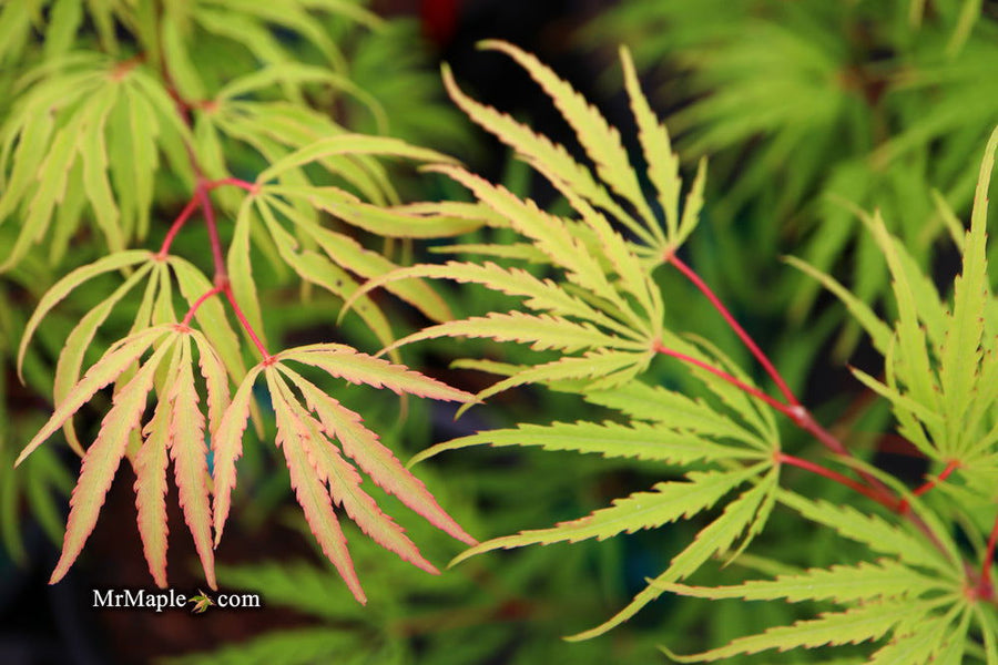 Buy Acer palmatum dissectum 'Midori-no-teiboku' Weeping Japanese