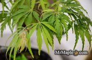 - Acer palmatum 'Midori-no-teiboku' Weeping Japanese Maple - Mr Maple │ Buy Japanese Maple Trees