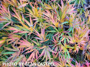 - Acer palmatum 'Midori-no-teiboku' Weeping Japanese Maple - Mr Maple │ Buy Japanese Maple Trees